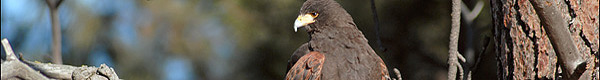 Banner photos by Kate Davis, Raptors of the Rockies. All rights reserved.